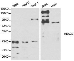 HDAC9 Antibody