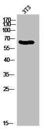 MSN/RDX/EZR Antibody