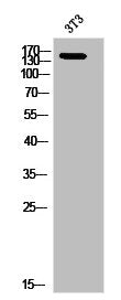Phospho-MST1R (S1394) Antibody