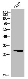 MSX2 Antibody