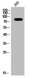 MYB Antibody