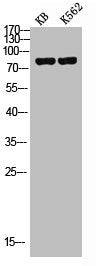 MYB Antibody