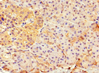 HFM1 Antibody