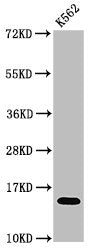 HIST1H2AG (Ab-5) Antibody