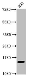 HIST1H2AG (Ab-9) Antibody
