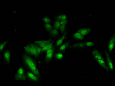 HIST1H2AG (Ab-5) Antibody