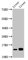HIST1H2BB Antibody