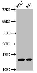 HIST1H2BC (Ab-116) Antibody