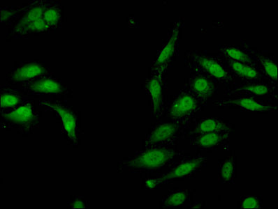 Mono-methyl-HIST1H3A (K4) Antibody
