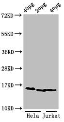 Di-methyl-HIST1H3A (K9) Antibody