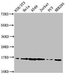 HIST1H3A (Ab-28) Antibody