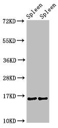 HIST1H3A (Ab-36) Antibody