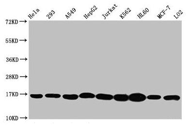 Tri-methyl-HIST1H3A (K4) Antibody