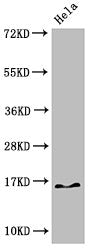 HIST1H3A (Ab-4) Antibody