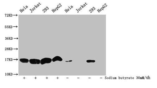 Acetyl-HIST1H3A (K9) Antibody