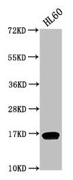 Di-methyl-HIST1H3A (K9) Antibody