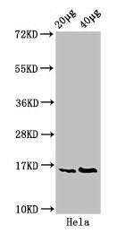 Phospho-HIST1H3A (S10) Antibody