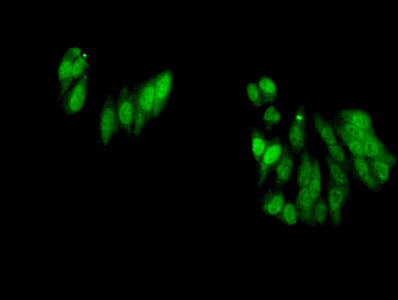 Di-methyl-HIST1H3A (R17) Antibody
