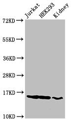 HIST1H3A (Ab-36) Antibody
