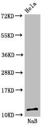 Acetyl-HIST1H4A (K16) Antibody