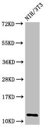 HIST1H4A (Ab-16) Antibody