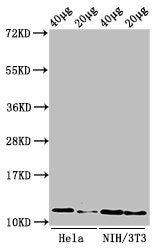 Mono-methyl-HIST1H4A (R3) Antibody