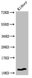HIST1H4A (Ab-8) Antibody