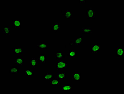Mono-methyl-HIST1H4A (R3) Antibody
