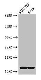 HIST1H4A (Ab-3) Antibody