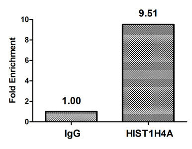 Acetyl-HIST1H4A (K5) Antibody