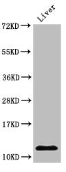 HIST1H4A (Ab-8) Antibody