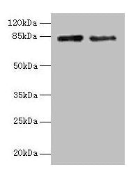 HJURP Antibody