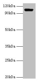 HK1 Antibody
