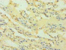 HLA-G Antibody