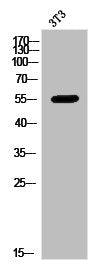 KCNJ3 Antibody