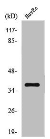 NFKBIA Antibody