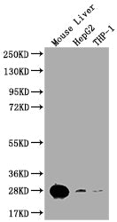 HMGB1 Antibody