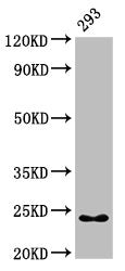 HMGB3 Antibody