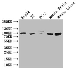 HMGCR Antibody