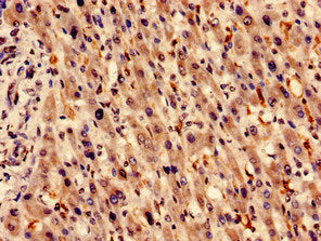 HMOX1 Antibody