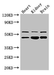 HNF4A Antibody