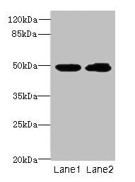 HNRNPH1 Antibody