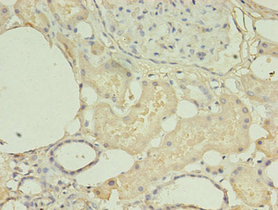 HNRNPL Antibody