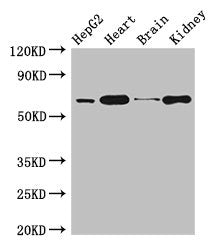 HNRNPL Antibody