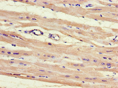 HNRNPLL Antibody