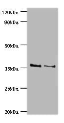 HOXA1 Antibody