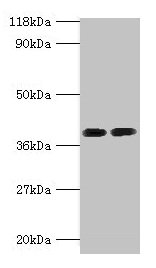 ANXA2 Antibody