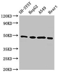 HOXA5 Antibody