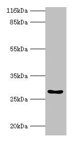 HOXA6 Antibody