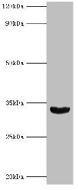 HOXB1 Antibody